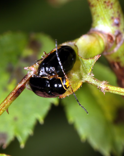 Cryptocephalus flavipes - Copyright Denis Bourgeois